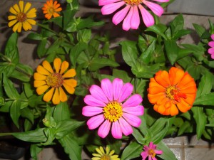 1- lugar menor de 16 anos-Moca Velha - Nome Cientifico - Zinnia Elegans Jacq - Lara Vargas Guisso